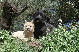 CAIRN TERRIER 091
